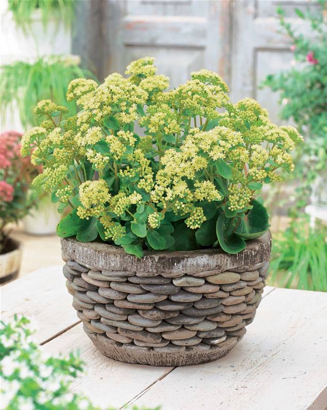 Sedum 'Honey Gold'